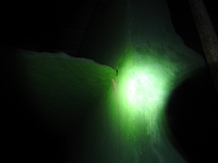 Hemidactylus frenatus