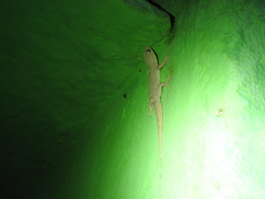 Hemidactylus frenatus