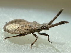 Scolopocerus secundarius