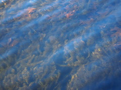 Hydrilla verticillata