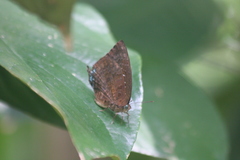 Arhopala centaurus nakula