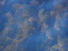 Hydrilla verticillata