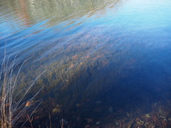 Hydrilla verticillata