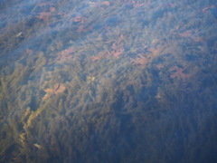 Hydrilla verticillata