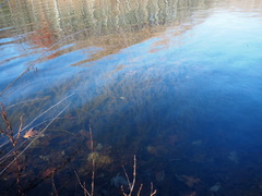Hydrilla verticillata
