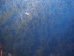 Hydrilla verticillata