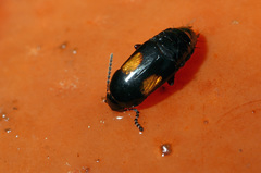 Tachinus subterraneus