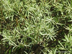 Salix eleagnos