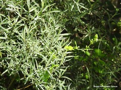 Salix eleagnos