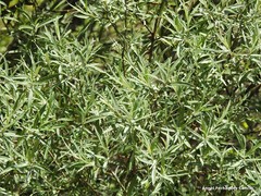 Salix eleagnos