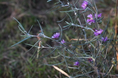 Lessingianthus plantaginodes