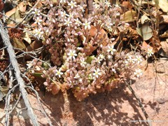 Sedum dasyphyllum