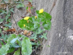 Hieracium spathulatum