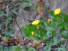 Hieracium spathulatum