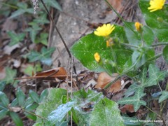 Hieracium spathulatum