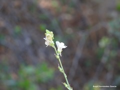 Linaria repens