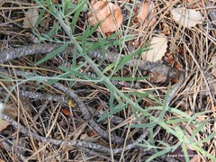 Linaria repens