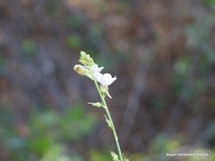 Linaria repens