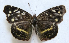 Anthanassa atronia