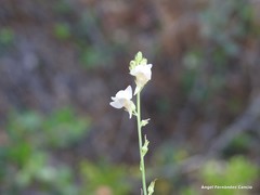 Linaria repens
