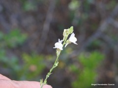 Linaria repens