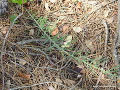 Linaria repens