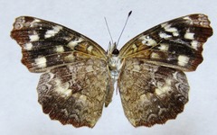 Anthanassa atronia