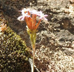 Pistorinia hispanica