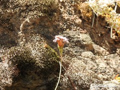 Pistorinia hispanica