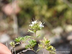 Thymus leptophyllus leptophyllus
