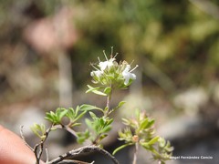 Thymus leptophyllus leptophyllus