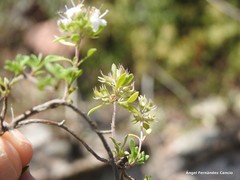 Thymus leptophyllus leptophyllus