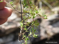 Thymus leptophyllus leptophyllus