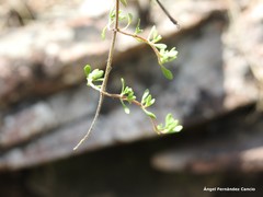 Thymus leptophyllus leptophyllus