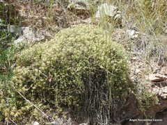 Thymus leptophyllus leptophyllus