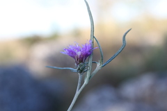 Lessingianthus plantaginodes