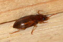 Bradycellus verbasci