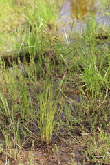 Juncus pallescens