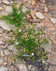 Mesembryanthemum longistylum