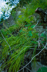 Anticlea elegans glauca