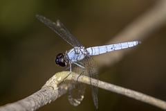 Brachydiplax duivenbodei