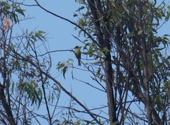 Myiarchus tuberculifer