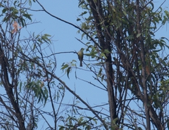 Myiarchus tuberculifer