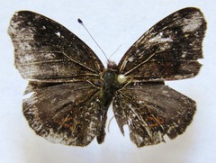 Anthanassa atronia
