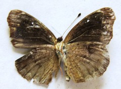 Anthanassa atronia
