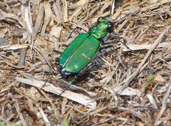 Cicindela tranquebarica sierra