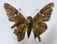 Epargyreus cruza