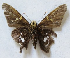 Epargyreus cruza