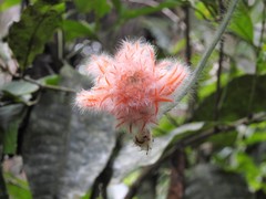 Gurania eriantha