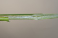 Juncus pallescens